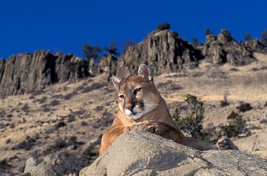 COUGAR puma concolor, ADULT STANDING ON ROCK, LOOKING AROUND, MONTANA