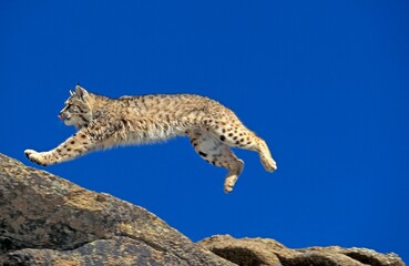 BOBCAT lynx rufus, ADULT LEAPING ON ROCKS, CANADA © slowmotiongli