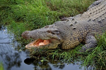 AUSTRALIAN SALWATER CROCODILE OR ESTUARINE CROCODILE crocodylus porosus, ADULT WITH OPEN MOUTH...