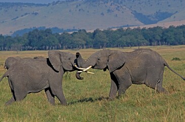 AFRICAN ELEPHANT loxodonta africana, YOUNG ADULTS PLAY FIGHTING, KENYA