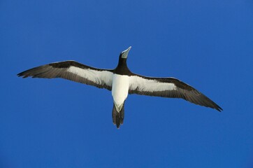 BROWN BOOBY sula leucogaster, ADULT IN FLIGHT, AUSTRALIA