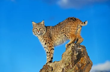 Papier Peint photo Lynx BOBCAT lynx rufus, ADULT STANDING ON ROCK, CANADA
