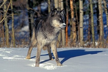Fototapeta na wymiar NORTH AMERICAN GREY WOLF canis lupus occidentalis, ADULT STANDING ON SNOW, CANADA
