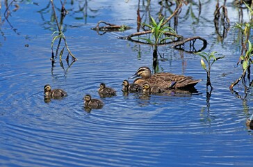 PACIFIC BLACK DUCK anas superciliosa, FEMALE WITH DUCKLING, AUSTRALIA