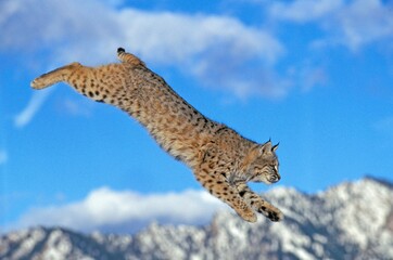 BOBCAT lynx rufus, ADULT LEAPING, CANADA