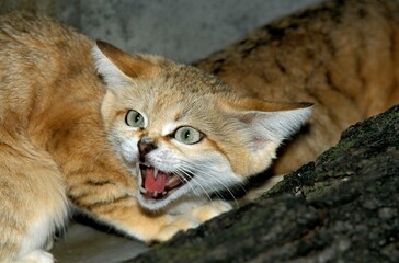 Fototapeta na wymiar SAND CAT felis margarita, ADULT SNARLING