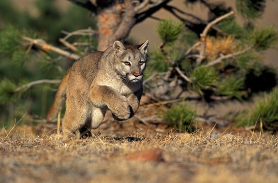 COUGAR puma concolor, ADULT RUNNING, MONTANA