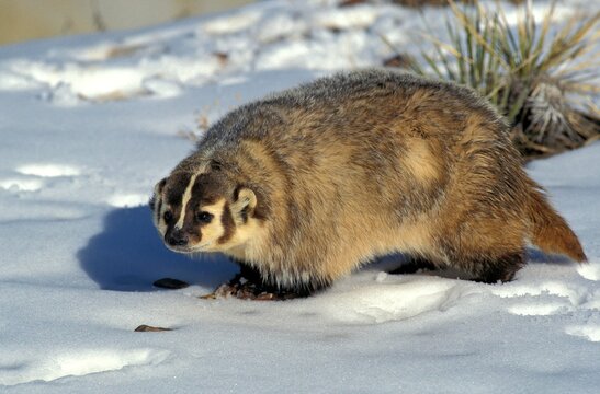 AMERICAN BADGER taxidea taxus, ADULT STANDING ON SNOW, CANADA