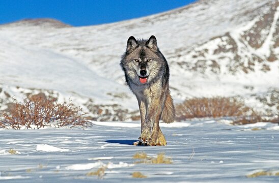NORTH AMERICAN GREY WOLF canis lupus occidentalis, ADULT STANDING ON SNOW, CANADA