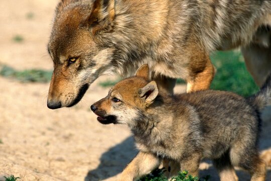 EUROPEAN WOLF canis lupus, FEMALE WITH PUP