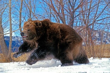 KODIAK BEAR ursus arctos middendorffi, ADULT RUNNING ON SNOW, ALASKA