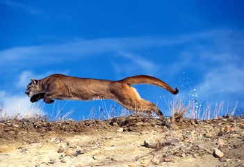 Fotobehang COUGAR puma concolor, ADULT RUNNING, MONTANA © slowmotiongli