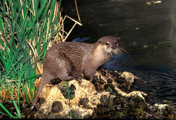 SHORT CLAWED OTTER aonyx cinerea, ADULT STANDING ON ROCK NEAR WATER