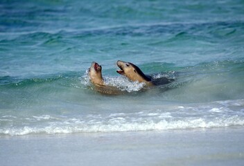 AUSTRALIAN SEA LION neophoca cinerea, ADULTS PLAY FIGHTING, AUSTRALIA