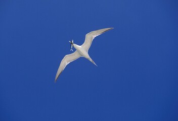 SWIFT TERN sterna bergii, ADULT IN FLICHT A FISH IN ITS BEAK, AUSTRALIA