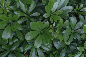 Fototapeta na wymiar Green leaf in dark green on texture, abstract pattern nature background 