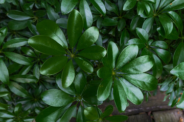 Green leaf in dark green on texture, abstract pattern nature background
