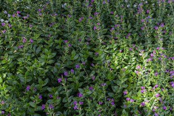 Green leaf in dark green on texture, abstract pattern nature background
