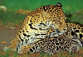 JAGUAR panthera onca, MOTHER WITH CUB SUCKLING