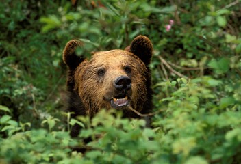 BROWN BEAR ursus arctos, HEAD OF ADULT HIDING IN LEAVES