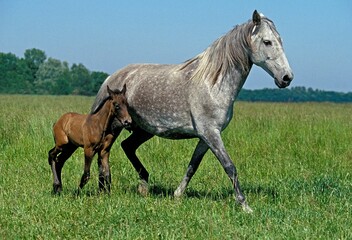 Obraz na płótnie Canvas LUSITANO HORSE, MARE WITH FOAL IN MEADOW