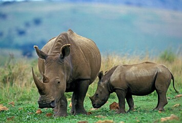Obraz premium WHITE RHINOCEROS ceratotherium simum, FEMALE WITH CALF, SOUTH AFRICA