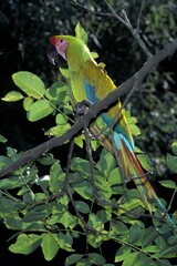 GREAT GREEN MACAW OR BUFFON'S MACAW ara ambigua, ADULT STANDING ON BRANCH © slowmotiongli
