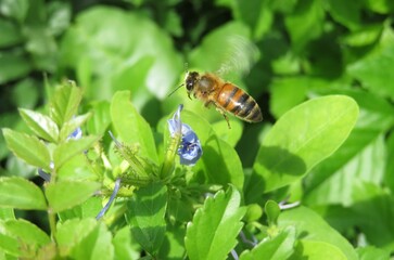  Honeybee flies to a flower in spring garden, closeup