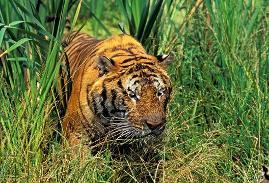 BENGAL TIGER panthera tigris tigris, PORTRAIT OF ADULT