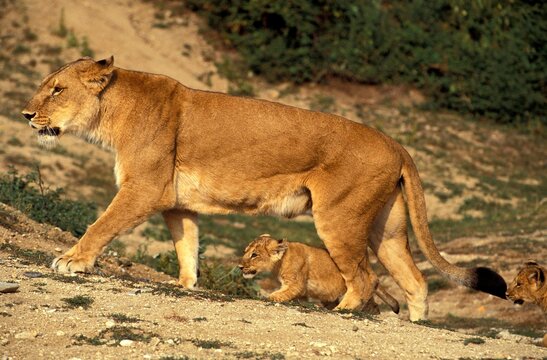 AFRICAN LION panthera leo, FEMALE WITH CUB