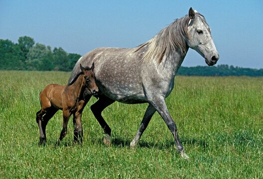 LUSITANO HORSE, MARE WITH FOAL IN MEADOW