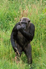 CHIMPANZEE pan troglodytes, FEMALE SUCKLING ITS THUMB