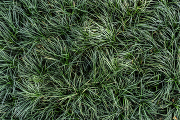 Fototapeta premium Green leaf in dark green on texture, abstract pattern nature background 