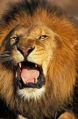 AFRICAN LION panthera leo, PORTRAIT OF A MALE SNARLING