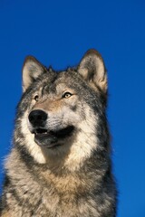 NORTH AMERICAN GREY WOLF canis lupus occidentalis, PORTRAIT OF ADULT, CANADA