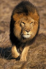 AFRICAN LION panthera leo, MALE WALKING ON DRY GRASS