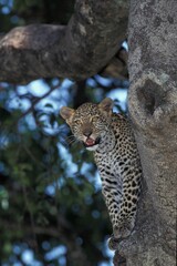 LEOPARD panthera pardus, CUB STANDING IN TREE
