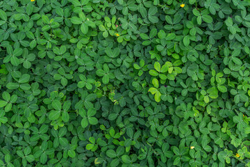 Green leaf in dark green on texture, abstract pattern nature background
