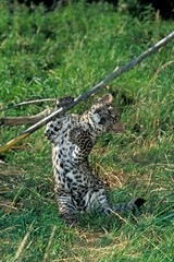 LEOPARD panthera pardus, CUB PLAYING WITH BRANCH