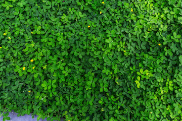 Green leaf in dark green on texture, abstract pattern nature background
