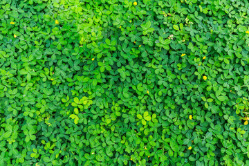 Green leaf in dark green on texture, abstract pattern nature background
