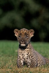 LEOPARD panthera pardus, CUB SITTING ON GRASS