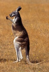 RED KANGAROO macropus rufus, ADULT STANDING ON HIND LEGS, AUSTRALIA