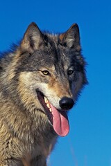 NORTH AMERICAN GREY WOLF canis lupus occidentalis, PORTRAIT OF ADULT, CANADA
