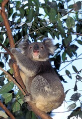 KOALA phascolarctos cinereus, ADULT STANDING ON BRANCH, AUSTRALIA