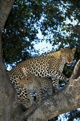 LEOPARD panthera pardus, FEMALE WITH CUB STANDING IN TREE
