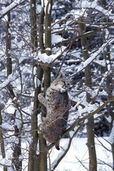 BOBCAT lynx rufus, ADULT CLIMBING TREE TRUNK, CANADA