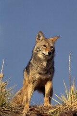 COYOTE canis latrans, ADULT, MONTANA