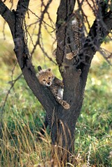 Fototapeta premium CHEETAH acinonyx jubatus, CUB PLAYING IN A TREE, KENYA