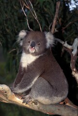 KOALA phascolarctos cinereus, ADULT STANDING ON BRANCH, AUSTRALIA